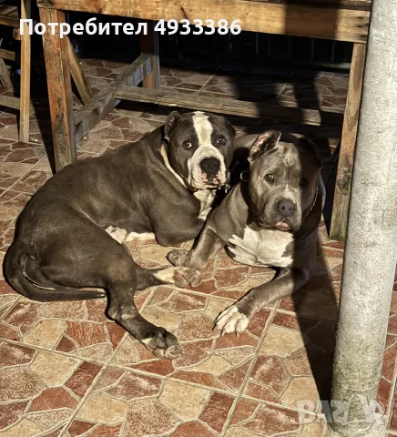 American Bully XL/Американско Були ХЛ, снимка 4 - Питбул - 56415334