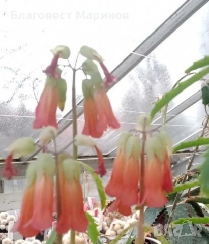 Каланхое , снимка 3 - Стайни растения - 50496972