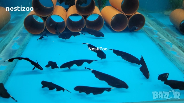 Черен Нож, снимка 3 - Рибки - 52308360