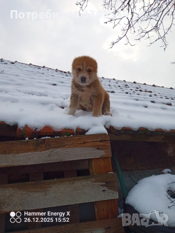  женско кученце Сао алабай , снимка 5 - Алабай - 52909299