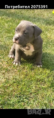 Топ Американско були покет American bully 