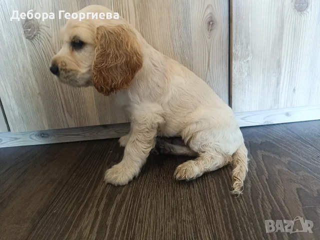 Продавам три мъжки кокер шпаньола