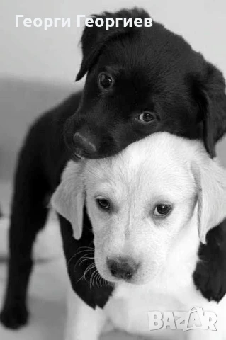 Продавам куче улично, снимка 1