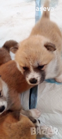 Малки кученца Акита , снимка 2 - Акита - 52366964
