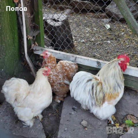 Продавам мини кохин