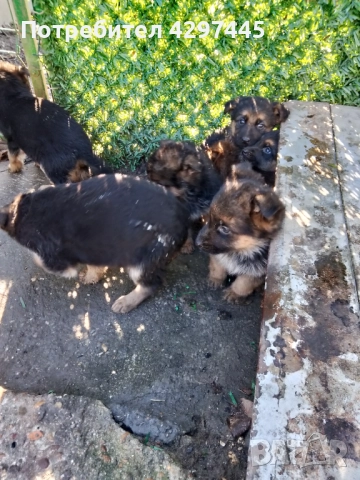 Малки немски овчарки , снимка 5 - Немска овчарка - 52682945