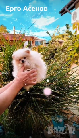 Мини померан за разплод с тегло 1.500кг.