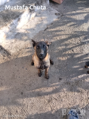 Prodavam belgiska ovcarka na 5  meseca, снимка 3 - Белгийска овчарка - 52628965