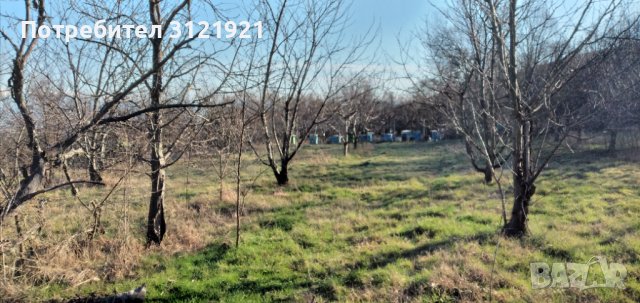 Земеделска земя за продажба в района на с.Беласица , снимка 11 - Земеделска земя - 39577960