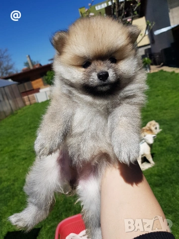 Померан померани Гр. София, снимка 4 - Померан - 54318867