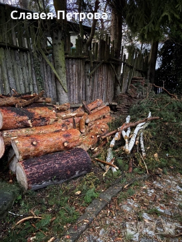 Безплатно дърва
