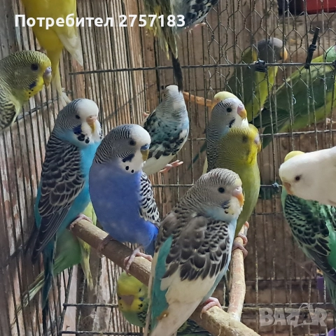 продавам валнисти папагали, снимка 4 - Папагали - 52880892