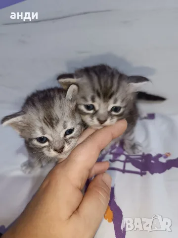 персийски британски котета , снимка 4 - Персийска - 56271497