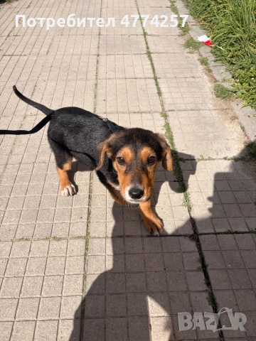 Подарявам малко кученце 🐶