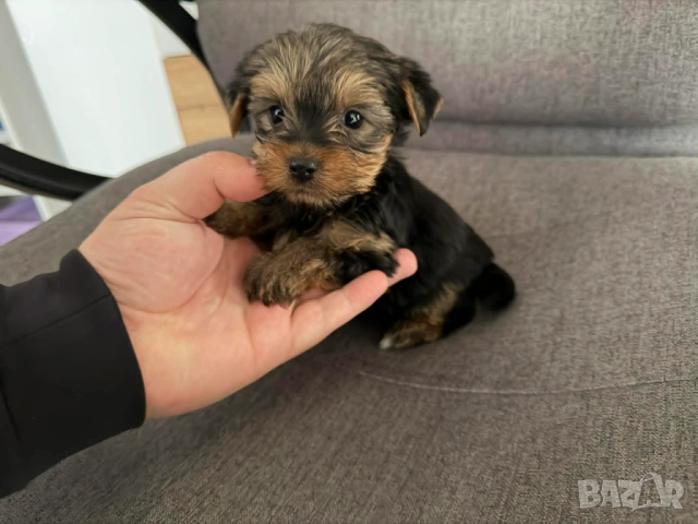 Йоркширски териер Актуално от 30.04.2026, снимка 2 - Йоркширски териер - 54353101