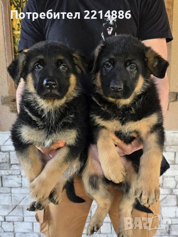 Немски овчарки , снимка 4 - Немска овчарка - 40188254