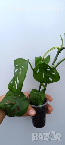 Monstera adansonii, снимка 1