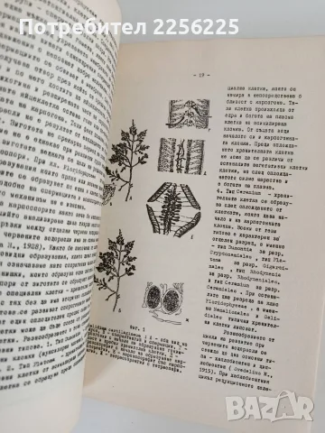Систематика на растенията ( част 1), снимка 2 - Специализирана литература - 55968165