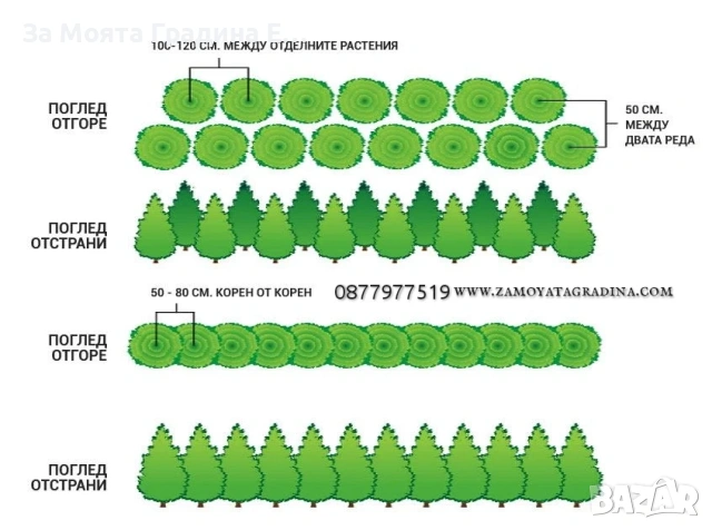 Западна Туя- Смарагд, снимка 3 - Градински цветя и растения - 54020569