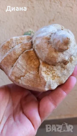 Ехинопси в рапан, снимка 2 - Стайни растения - 50144044