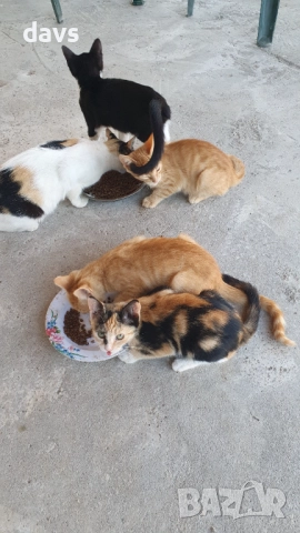 Малки котета – различни шарки, снимка 2 - Други - 51939189