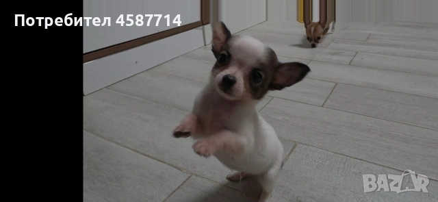 мини Чихуа , снимка 3 - Чихуахуа - 53076722