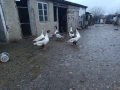 Продавам гъски , снимка 1