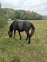 Продавам коне, снимка 2