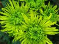 Продавам разсад Хризантеми, зелен цвят - за пролетно засаждане, снимка 1 - Разсади - 37921425
