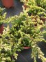 Хвойна Голдшатс, Juniperus Goldschats, студоустойчива!!, снимка 8
