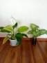 Растения Алое вера, лимони, дафинов лист, за Варна, снимка 8
