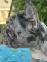 френски булдог мерле, снимка 5