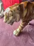 Много красив порцеланов тигър, снимка 5