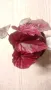 Бегония(Begonia inca flame) , снимка 2