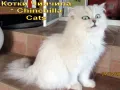 Сребърна чинчила, британска дългокосместа котка, коте, котенце, снимка 3