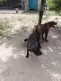 Дратхаар едноцветни, снимка 5