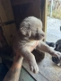 ПОДАРЯВАМ Каракачнки, снимка 4
