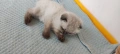 Шотландски котета, снимка 15