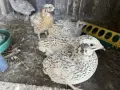 Манджурски пъдпъдъци , снимка 2