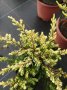  Juniperus Goldschats, Хвойна Голдшатс, снимка 1 - Градински цветя и растения - 38563034