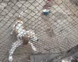 Кокер шпаньол момченце , снимка 2