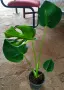 Monstera deliciosa , снимка 1