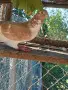 Продавам жълт мъжки шимел, снимка 2