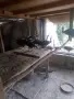 Залени явайски пауни , снимка 2