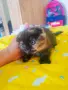 Прекрасни Шотландски Клепоухи котенца (Scottish Fold), снимка 3