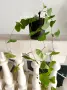 Коралова лоза eкзотика над 1 метър , снимка 4