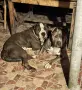 American Bully XL/Американско Були ХЛ, снимка 4
