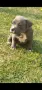 Топ Американско були покет American bully , снимка 1