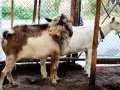 Продавам пръчове, снимка 3