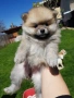 Померан померани Гр. София, снимка 4